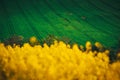 Spring's Beauty Unveiled in Rural Agricultural Fields. Rapeseed and Wheat Fields Awaken in the Springtime Glory of a Rural Royalty Free Stock Photo