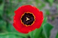 Spring\'s beauty is vividly captured in a close-up shot of a red tulip