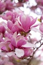 Spring\'s Blushing Elegance: Magnificent Magnolia Delight Royalty Free Stock Photo