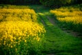 Spring's Bounty: Yellow Rapeseed and Green Wheat Fields Ã¢â¬â Beautiful Agricultural Landscape Royalty Free Stock Photo