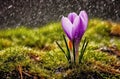 Spring\'s Delicate Whisper: Purple Crocus Blooming Amid Raindrops and Moss AI Generated