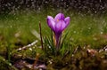Spring\'s Delicate Whisper: Purple Crocus Blooming Amid Raindrops and Moss AI Generated