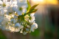 Spring's Floral Symphony: Cherry Blossoms Flourish in Sunset Hues Royalty Free Stock Photo