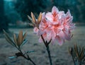 Spring\'s Floral Symphony: Rhododendron Blooms in Bushland Beauty