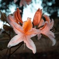 Spring\'s Floral Symphony: Rhododendron Blooms in Bushland Beauty