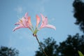 Spring\'s Floral Symphony: Rhododendron Blooms in Bushland Beauty