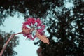 Spring\'s Floral Symphony: Rhododendron Blooms in Bushland Beauty