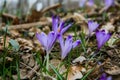 Spring Saffron crocus flower in the spring forest