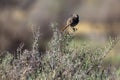 Sage Thrasher at dawn on a scrubby bush inside Alamosa National Wildlife Refuge in southern Colorado Royalty Free Stock Photo