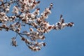 Spring sakura blossom closeup