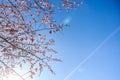 Spring sakura blossom in a sunny day. Sakura flowers bloom. Royalty Free Stock Photo