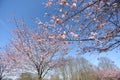 Spring sakura blossom in a sunny day. Sakura flowers bloom. Royalty Free Stock Photo