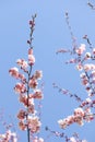 Spring sakura blossom in a sunny day. Sakura flowers bloom. Royalty Free Stock Photo