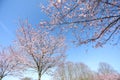 Spring sakura blossom in a sunny day. Sakura flowers bloom. Royalty Free Stock Photo