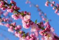 Spring sakura blossoms