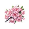 Spring Sakura cherry blooming flowers bouquet. Isolated realistic pink petals, blossom Royalty Free Stock Photo