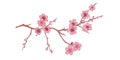 Spring sakura cherry blooming flowers bouquet. Isolated realistic pink petals, blossom, branches, leaves vector set Royalty Free Stock Photo