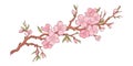 Spring sakura cherry blooming flowers bouquet. Isolated realistic pink petals, blossom, branches, leaves vector set Royalty Free Stock Photo