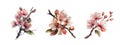 Spring sakura cherry blooming flowers bouquet. Isolated realistic pink petals, blossom, branches, leaves vector set. Royalty Free Stock Photo