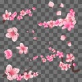 Spring sakura cherry blooming flowers, pink petals and branches on transparent background Royalty Free Stock Photo