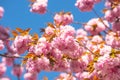 Spring Sakura Festival. Cherry Blossom Trees. Sakura spring flowers background. Royalty Free Stock Photo