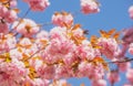 Spring Sakura Festival. Cherry Blossom Trees. Sakura spring flowers background. Royalty Free Stock Photo