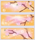 Spring sakura flowers banners Royalty Free Stock Photo
