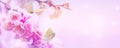 Art spring sakura flowers and flying butterflies on the Sunrise sky background