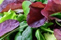 Spring salad of mixed greens macro