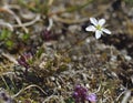 Spring Sandwort