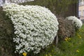 Spring scattering of white Aubrieta flowers among large stones in the garden.