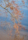 Spring scene with alder branches hanging over the water. Swollen buds, purple catkins