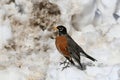 Spring scene of American Robin in snow Royalty Free Stock Photo