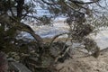 Dove lake water`s edge with twisted tree trunk Royalty Free Stock Photo