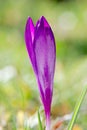 A beautiful purple crocus opens in the sun Royalty Free Stock Photo