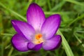 Beautifully opened purple crocus with orange pistils