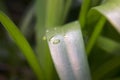 Blades of grass with drops of water as a close-up Royalty Free Stock Photo