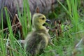 A cute little fluffy yellow baby Canada Geese walking in tall grass along a river Royalty Free Stock Photo