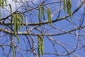 Spring scene with green poplar catkins on the twigs