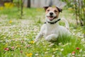 Spring scene with happy dog playing on flowers at fresh green grass lawn