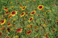 Spring scene: Indian blanket