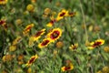 Spring scene: Indian blanket