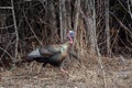 Wild Turkey Tom running in ditch Royalty Free Stock Photo