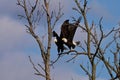 Mating pair of American Bald Eagles in the wild Royalty Free Stock Photo