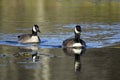 Two Canada Geese swimming along river Royalty Free Stock Photo