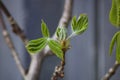 Spring scene showing young horse chestnut foliage unfurling