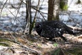 Spring scene of a Spruce Grouse or Canada Grouse bird