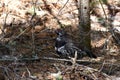 Spring scene of a Spruce Grouse or Canada Grouse bird