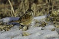 Close up of a Swamp sparrow bird sits in the snow