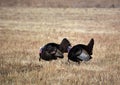 Spring scene of two male wild turkeys walking through an agriculture field